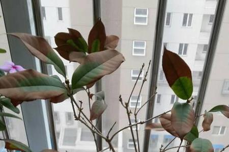 桂花冬天叶子掉光还能活吗