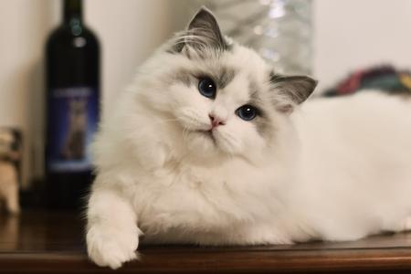 布偶猫找什么小伙伴最合适