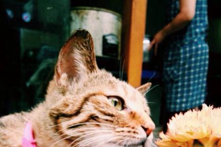 猛虎嗅蔷薇连续剧大结局