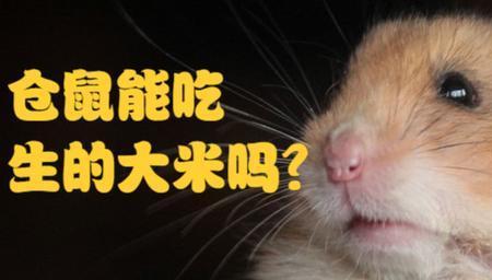 急!仓鼠吃生大米还是熟大米