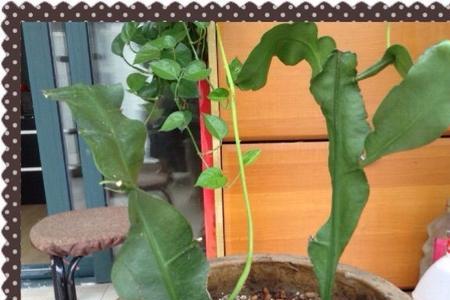 昙花一盆栽多少棵合适