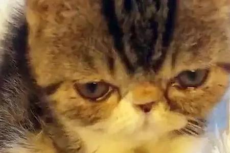 奶猫什么时候离开母亲