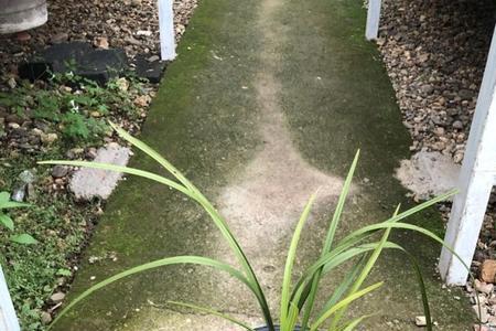 em菌原露养兰花一个月使用几次