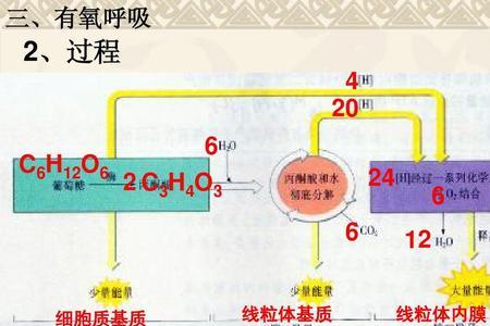 有氧呼吸产能最多的是哪一阶段