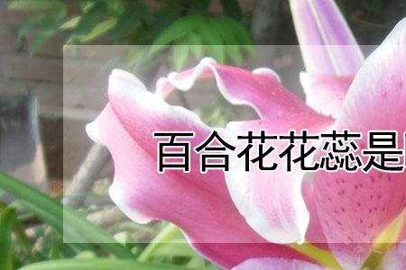 百合花雄蕊的柱头为什么有点黏