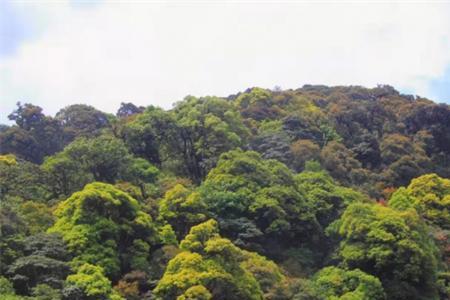 哀牢山事件全过程