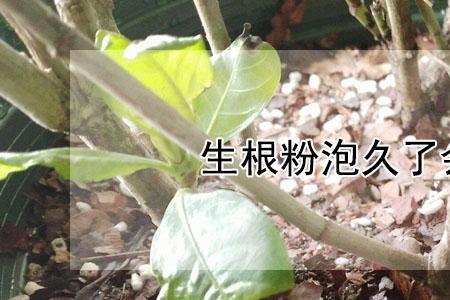 韭菜根用生根粉泡多久可以种