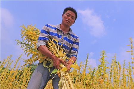 什么时候种早芝麻