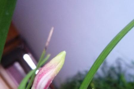 粮田里可以种植兰花吗