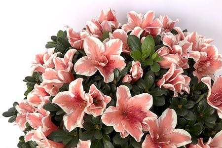 花卉包括鲜花吗