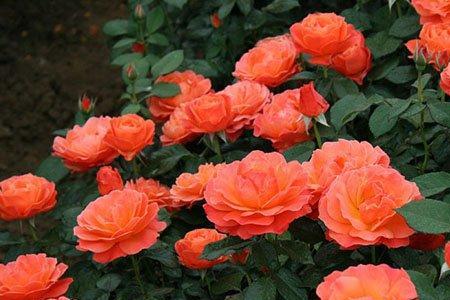 月季花秋天什么时候种植