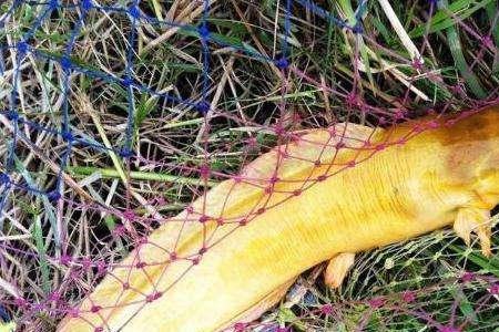 水浑水急可以路亚鲶鱼吗