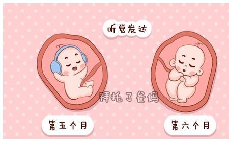 一斤多的胎宝宝有多大