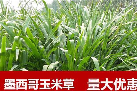 一米高的玉米苗可以喂牛羊吗