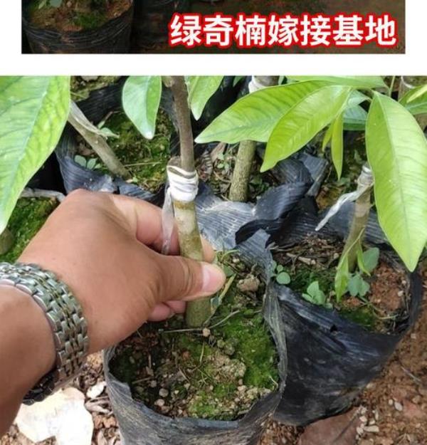 冠绿奇楠沉香树叶片的特征分析
