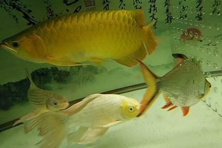 银龙可以和锦鲤一起养吗