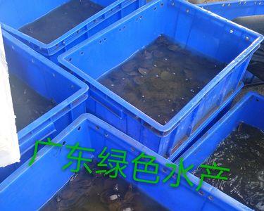水泥池甲鱼养殖成本及利润分析