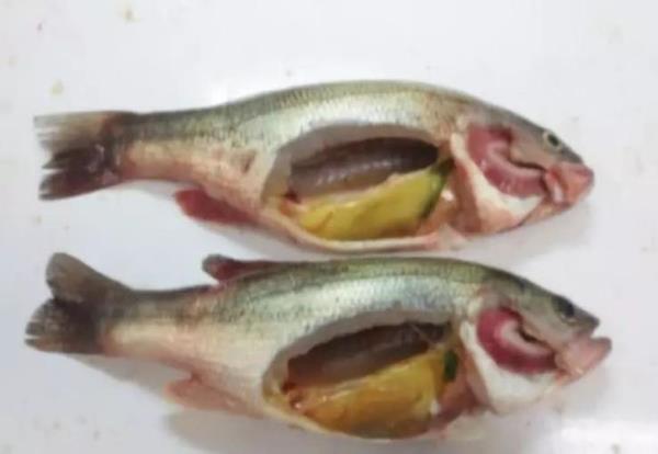 海底鲈鱼肚子那两个白肉能吃吗