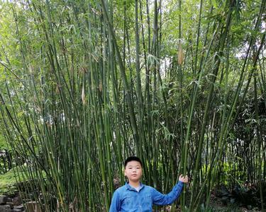 午间小憩的意思