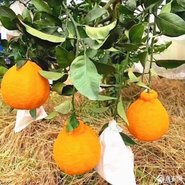 耙耙柑采果后多久修剪