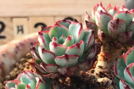 红蜻蜓多肉植物怎么才能爆盆