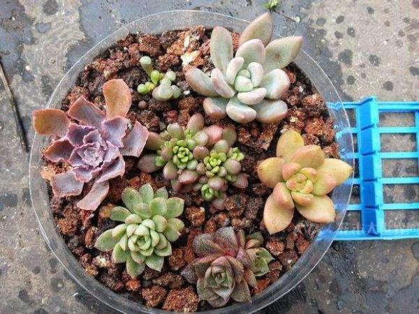 煤粉可以种花吗