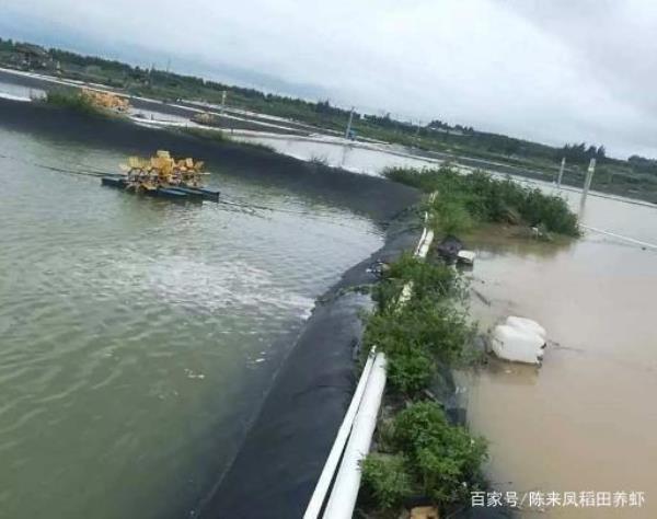 雨后虾塘水变绿浑浊怎么办