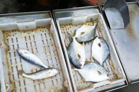 菜市场卖鱼新手准备什么
