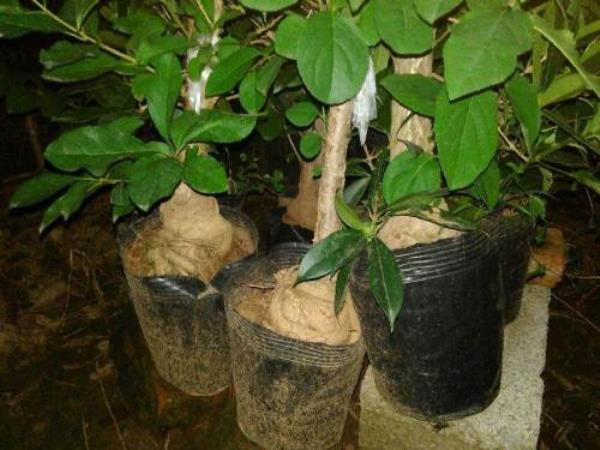 桂花怎么盘根好看