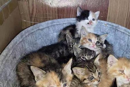 笼养猫的真实感受