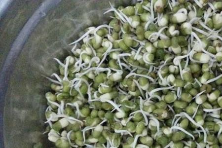 绿豆为什么在冬天也能长出豆芽