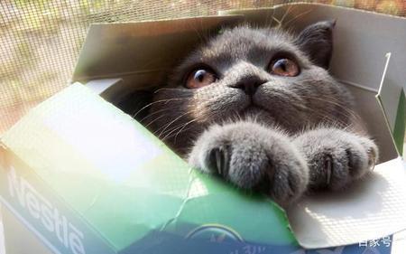 猫咪脸不对称怎么办