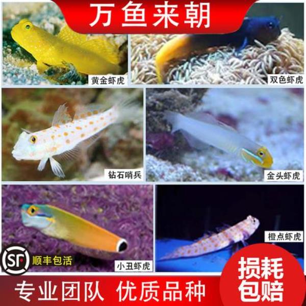 虾虎和宝莲灯可以一起养吗