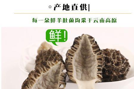 羊肚菌的产地是哪里