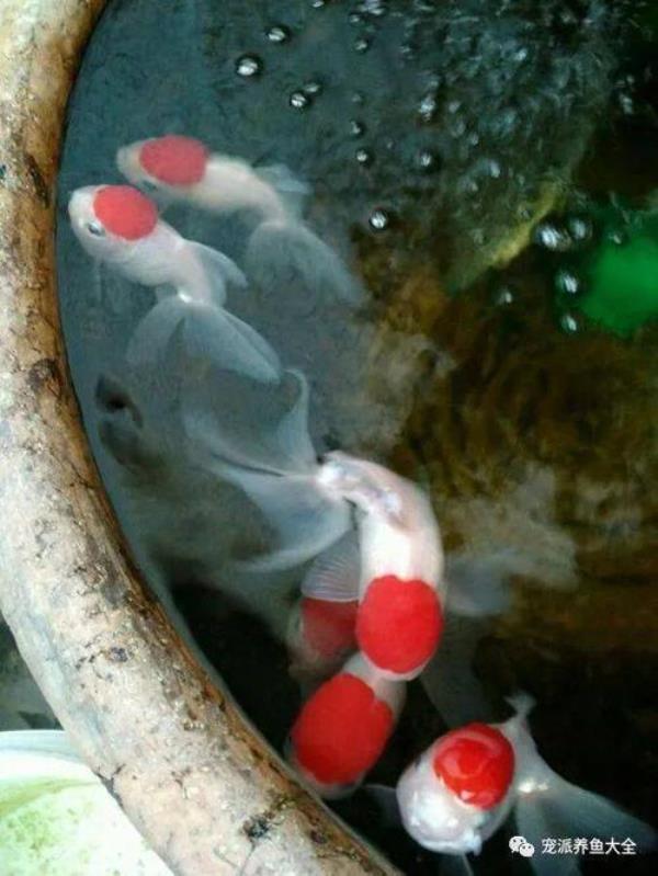 鎏金金鱼吃干红虫可以吗
