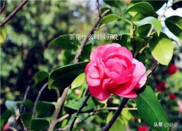 山茶花会开讲述了什么