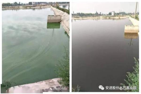 虾塘硫酸铜杀蓝藻正确方法