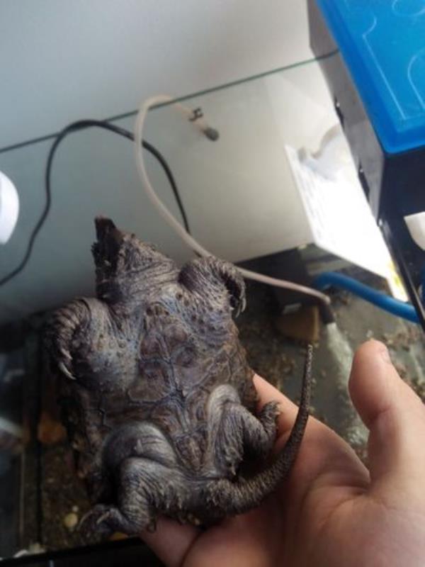 大鳄龟腐皮泡多久