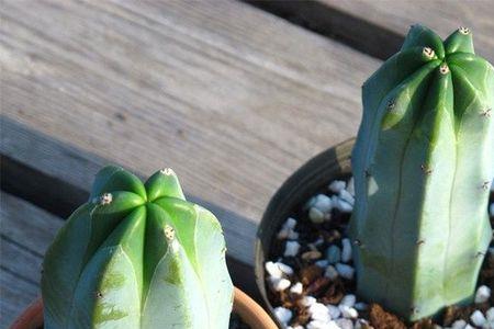 种植仙人柱用大盆好还是小盆好