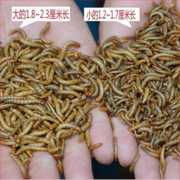 大麦虫吃什么长得最快