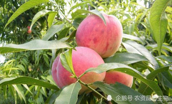 桃子膨大期最佳温度