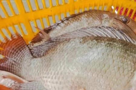 罗非窝料可以来钓鲫鱼么