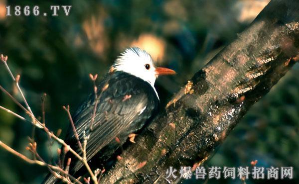 白头鹎会叼走蛋吗