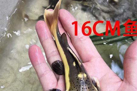 雷龙大口呼吸是什么意思
