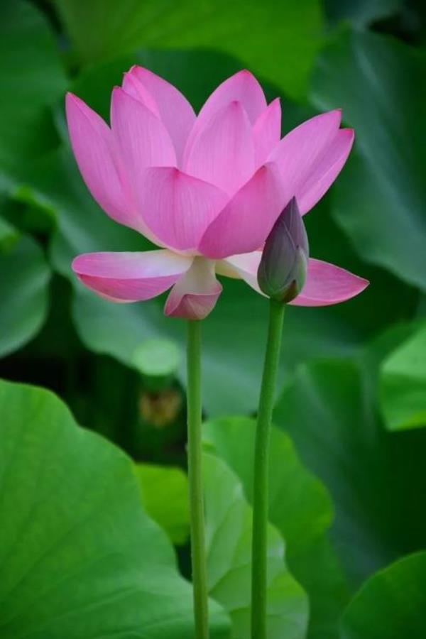 莲花还是连花