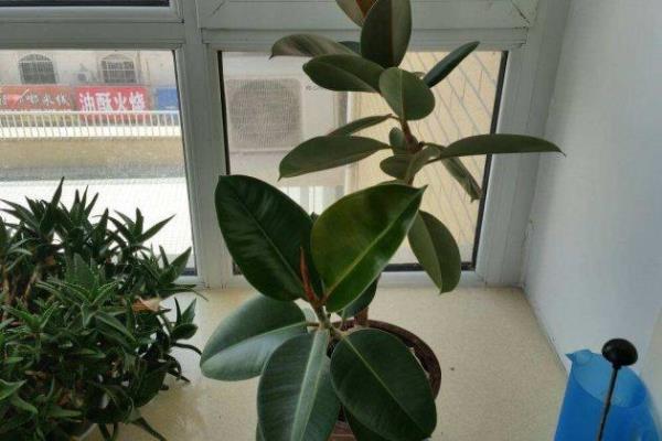长叶子植物被压弯了怎么办