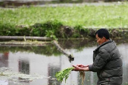 水芹没有根能在水里种活吗