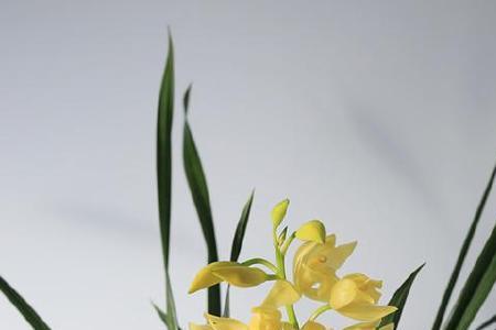 金黄兰花怎么养殖好