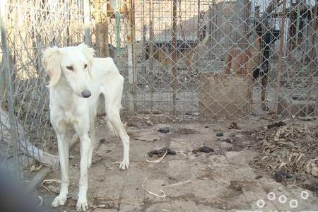 陕西细犬的优点和缺点