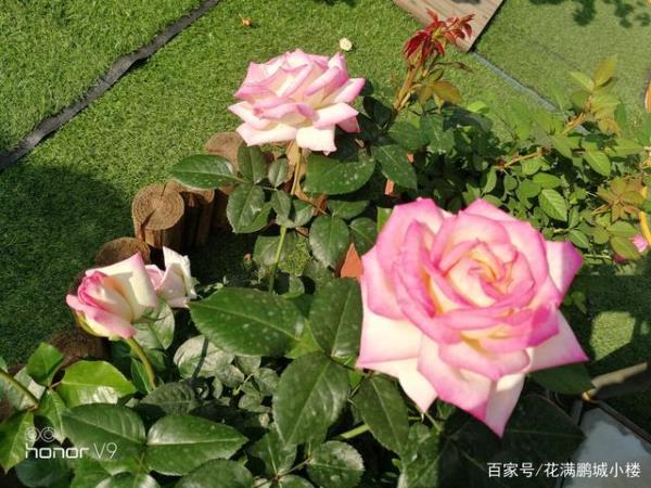 摩纳公主月季能长多高